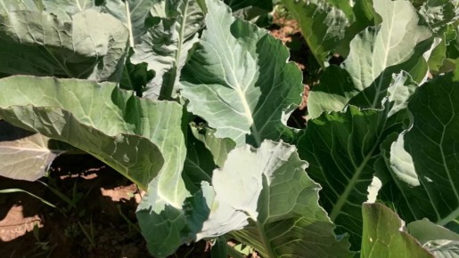 �������� ������� ������ �����������: ��� ������� ������� ������������ � ������