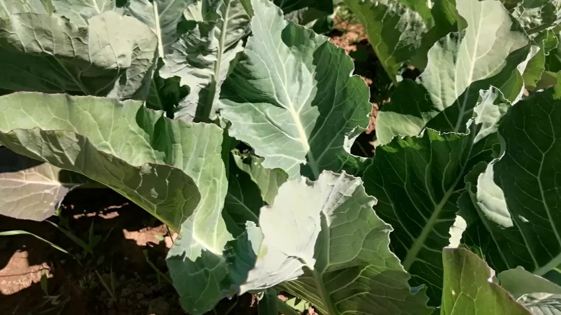 Раскрыта главная ошибка огородников: как цветная капуста превращается в зелень