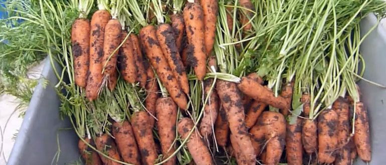 ����� �������� ������� ������� ������� �����: ����������� �������� � �������