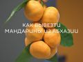 Как легко и безопасно вывезти мандарины из Абхазии: полезные советы