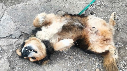 � ������ �� 15 ������ . � ������������� ���� ������� � ������������, ������� �����