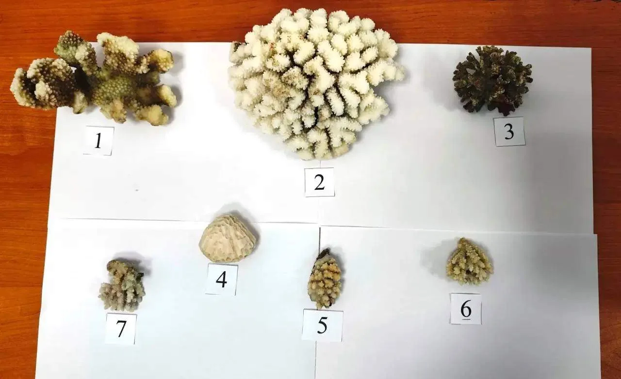 Редкие виды кораллов пытались незаконно провезти туристы из ОАЭ в Сочи