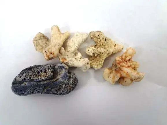 Редкие виды кораллов пытались незаконно провезти туристы из ОАЭ в Сочи Редкие виды кораллов пытались незаконно провезти туристы из ОАЭ в Сочи