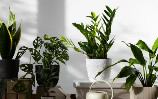 Как растения стали частью современного дома: от исторических оранжерей до комфортных подоконников