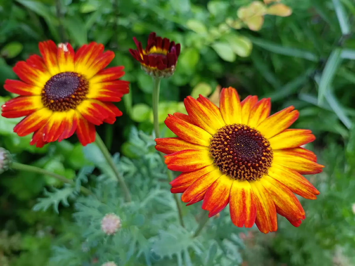 Как превратить каменистый участок в цветущий оазис: выбираем идеальные растения