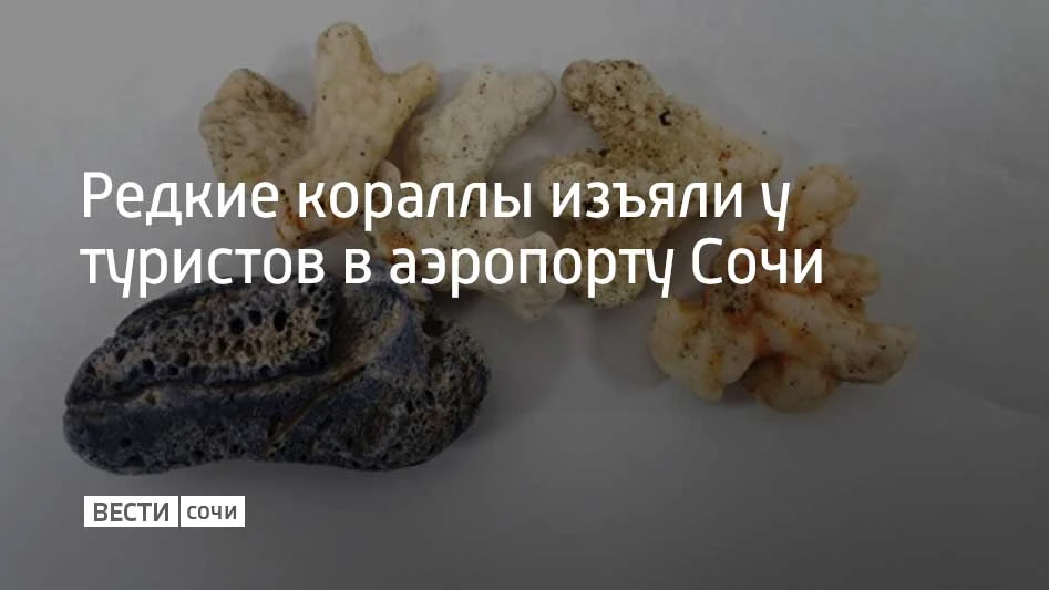 Марина Ахмедова: В аэропорту Сочи таможенники нашли в багаже пассажиров, прилетевших из Абу-Даби, 12 кораллов общим весом больше 1,65 кг. Мужчины прошли через "зеленый" коридор и на вопрос о подлежащих декларированию товарах...