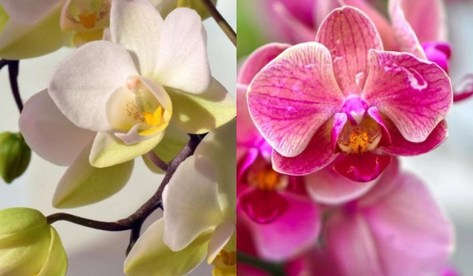 ��� ������� ����� ������� ���� ������� ������� ����: ������� ������� ��������