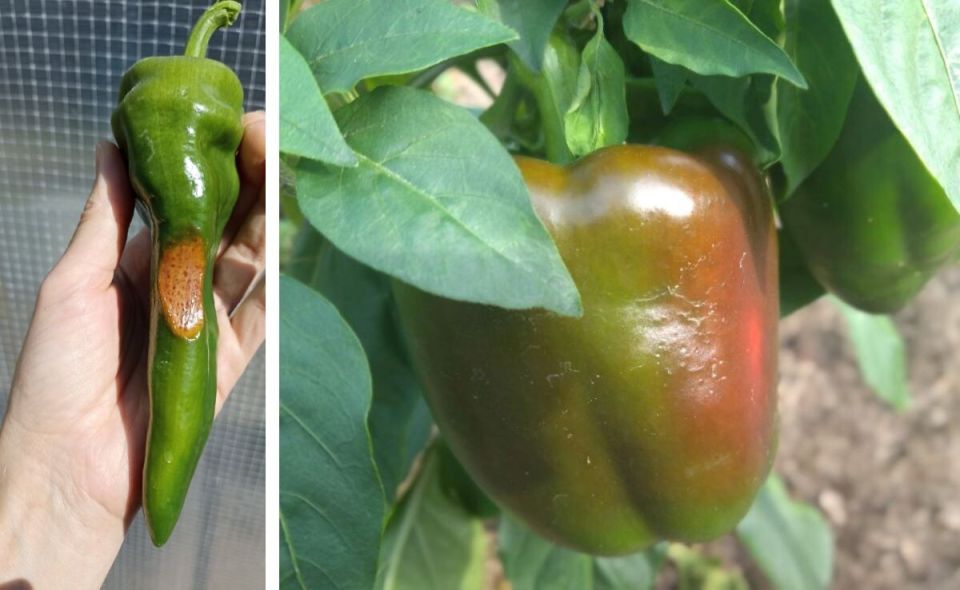 ��� ����� ��������� ����� ������?