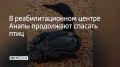 В центре в селе Витязево птицам, пострадавшим из-за загрязнения акватории мазутом, помогают по методике, отработанной в прошлом году: чистят, моют, лечат, чтобы затем вернуть в дикую природу