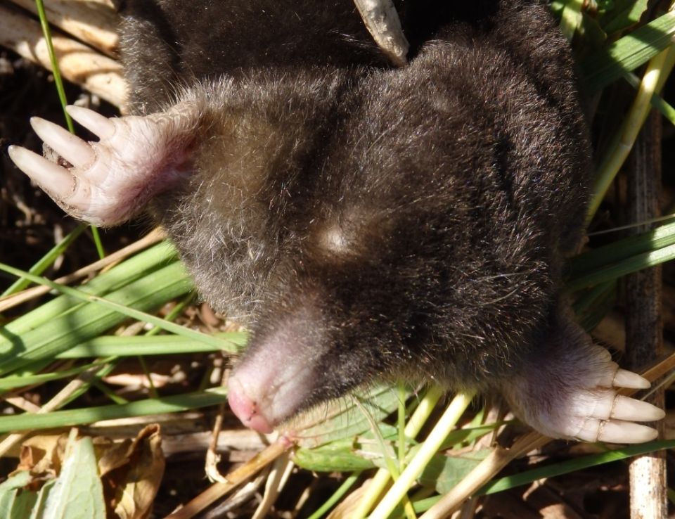 ���� � �������: ���� ��� ������������� ��������?