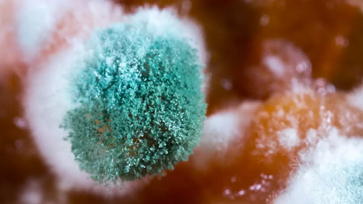 Опасности плесени в продуктах: стоит ли рисковать?