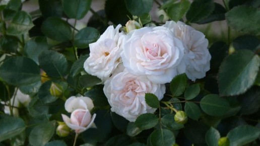 Как поддерживать розы в цветении до морозов: секреты садоводов