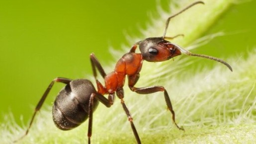 ������� �������: ��� ������ ������ �� �����������