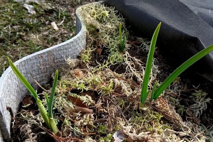 Как правильно подкармливать чеснок весной: 6 эффективных способов