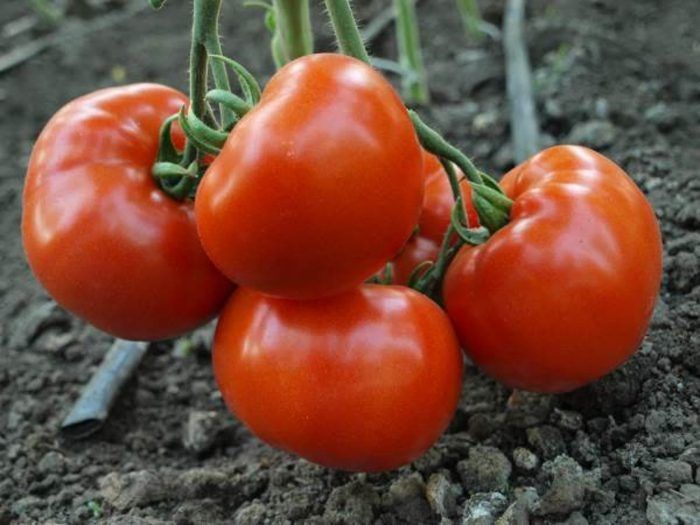 ����� ������� ������: ��������� � ������������� ���� ��� ��������� ������