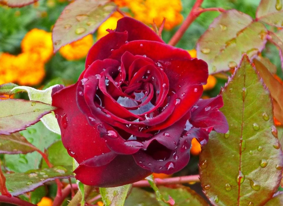 ��� ��������� �������� ������� ������ ���: ������ ��� ���������