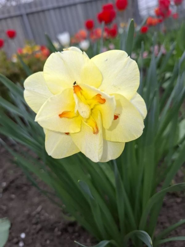 � ������ �� 21 ������ . � ������������� ���� ���������� ����������