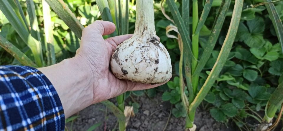 ��� ������������ ������� �������� ��������� ���������� ������: ������ ��������� ������