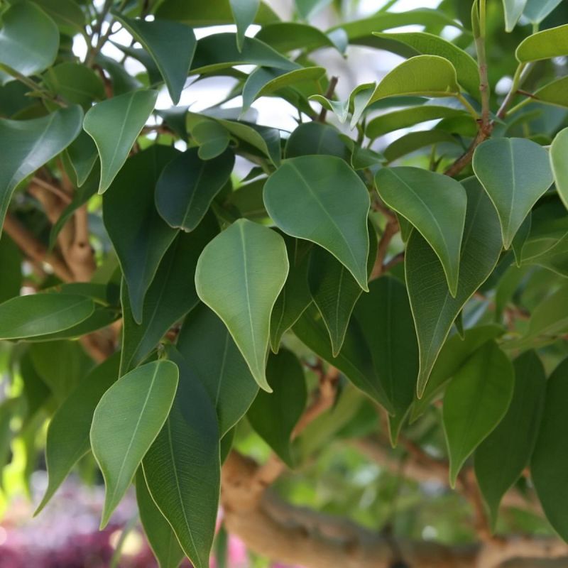 ������ ������ �� ����� �� �������