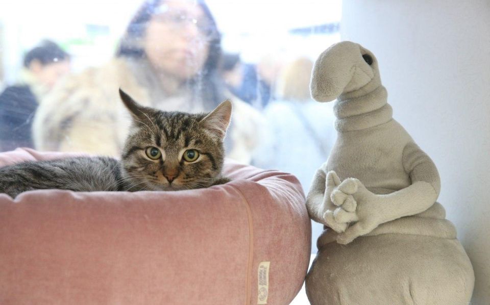 ��� ��������? ������� ����������� ������� ����� ���������