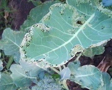 ��� �������� ������� � ����� �� ������������� ������ ��� �����