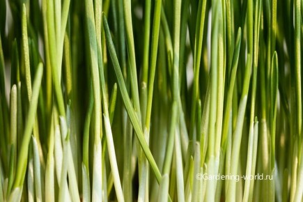 ��� ������� ������ ������ �� �����������: ��� ��� ��������� ������� ���