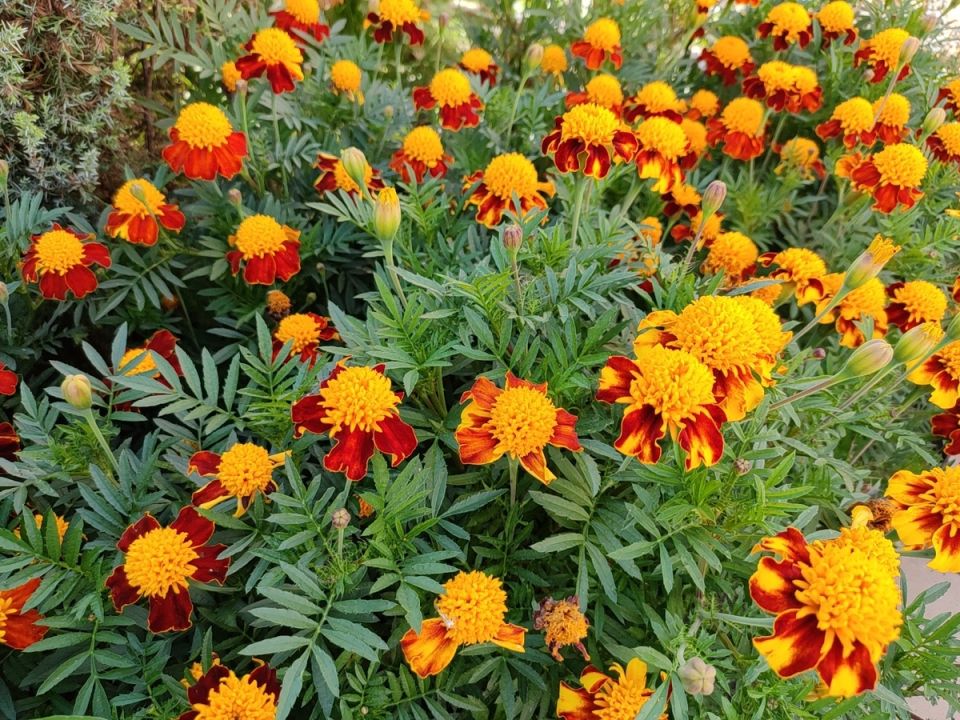 ��������: ������ ��������� ������ ����