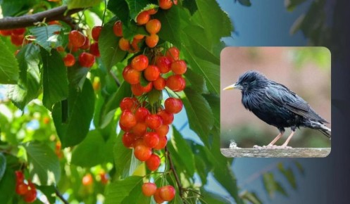 ����������� ������� ������ ������� �� ��������: ������� � ����������� �������