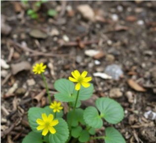 ��������: ����������� �������� ��� ������ ����