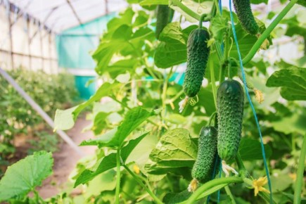 ��� ��������� ������ ������ ��� ������: ������� ������� ��������