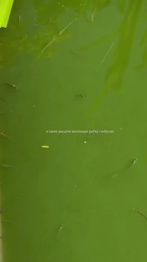 ��� � ���� ����� �������� ��������� �������, ����������� �� ������� � �������� ����� �������� ����� ������ � ����� ��� ����-����������� � ������ ������? �������� � ���������� �������� � ������� ������ � ���������, ���...