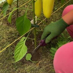 ����� ����� ����� ���������� �������: �� �������� ��� �����?