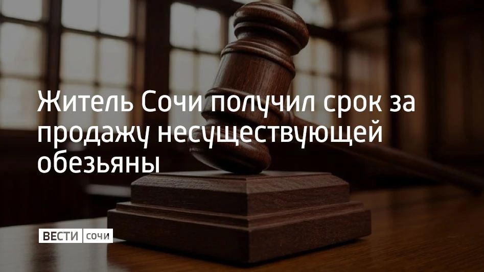 В Твери вынесли приговор ранее судимому сочинцу, который разместил в интернете объявление о продаже обезьяны породы "макака-резус"