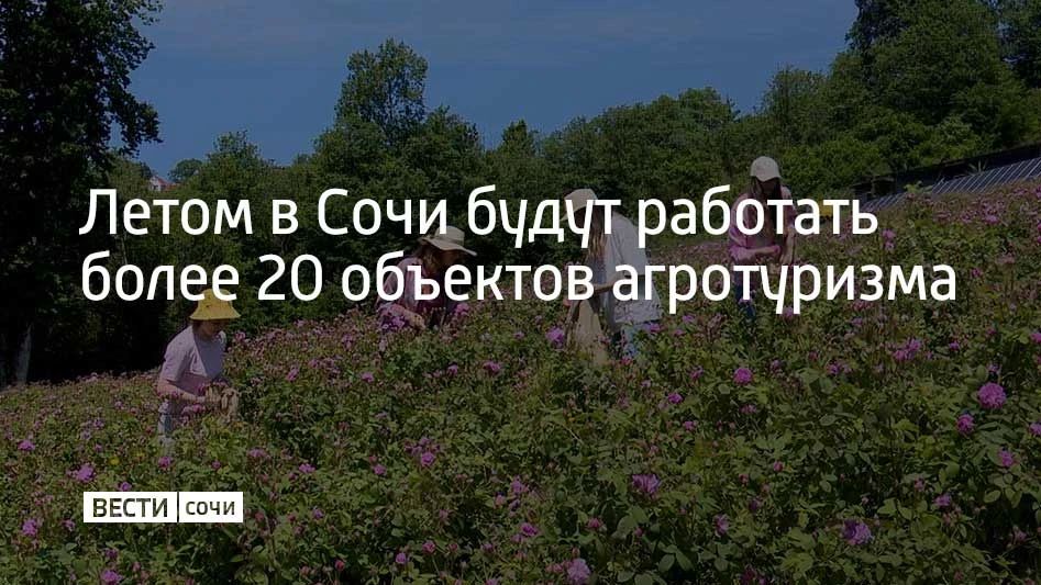 Один из них – самая северная семейная чайная плантацию "Адам Чай" в Лазаревском районе