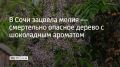В начале лета в Сочи цветет мелия ацедарах — ее еще называют персидской сиренью, хотя к сирени она имеет условное отношение