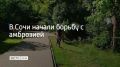 В Сочи начали уничтожать амброзию полыннолистную