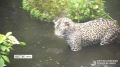 Леопард Чугуш устроил водные игры в Сочи