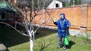 Как правильно обрабатывать деревья весной: советы и этапы