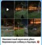 В ходе мониторинга сети Интернет сотрудниками полиции выявлена публикация, в которой сообщается, что на улице Худякова мужчина убил бездомную собаку
