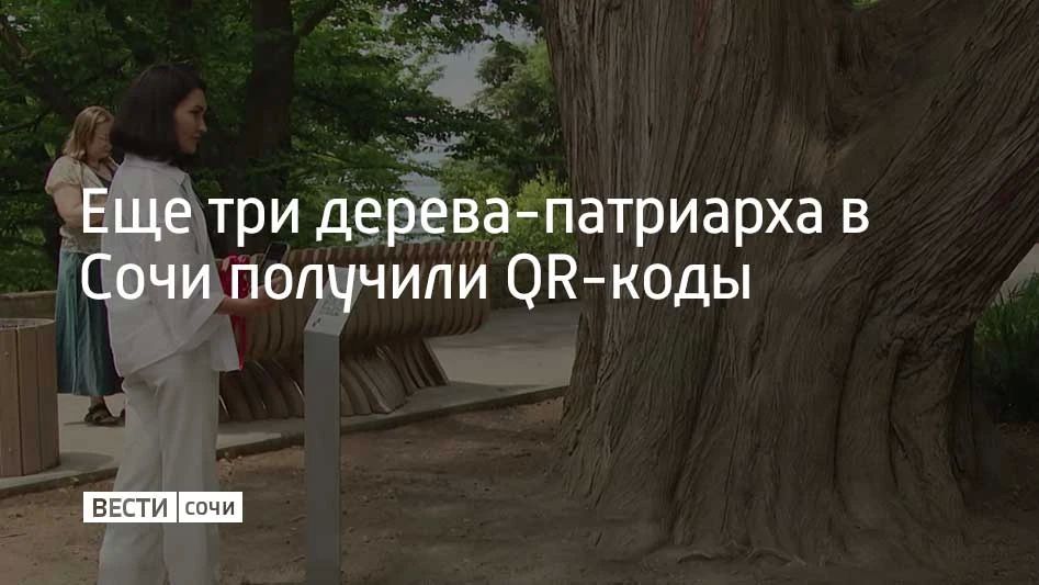 Еще три дерева-патриарха в Сочи получили QR-коды
