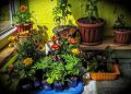 Секреты пышных комнатных растений: три простых рецепта подкормки