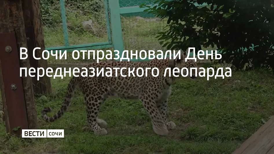 В Сочи отпраздновали День переднеазиатского леопарда
