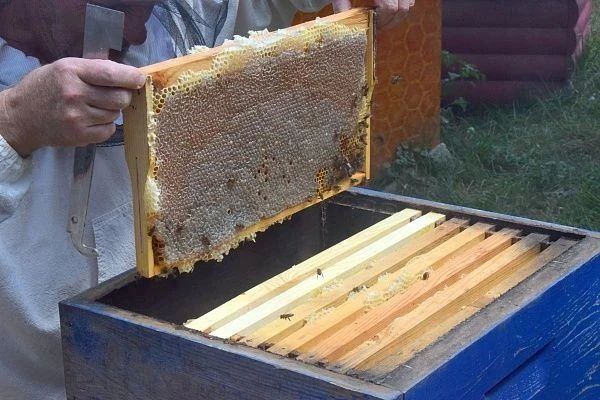 Сочинские фермерские хозяйства ежегодно принимают 150 тысяч туристов Сочинские фермерские хозяйства ежегодно принимают 150 тысяч туристов
