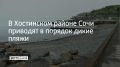 В Хостинском районе Сочи убираются на пляжах, которые не закреплены за санаториями, пансионатами и другими арендаторами