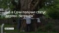 Дуб в Сочи получил статус "дерево-патриарх"
