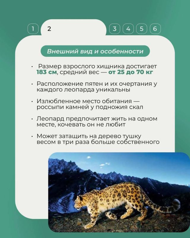 15 июля в России отмечался День переднеазиатского леопарда — одного из самых редких хищников нашей страны 15 июля в России отмечался День переднеазиатского леопарда — одного из самых редких хищников нашей страны