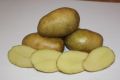 Картофель Командор: уникальное сочетание вкуса и сохраняемости клубней