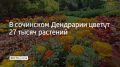 В сочинском Дендрарии цветут 27 тысяч растений