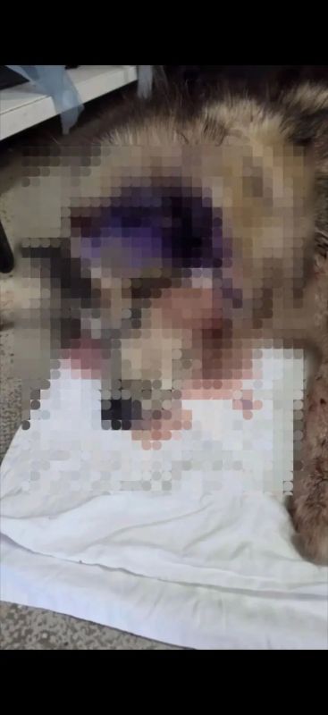 Живодёра разыскивает полиция Сочи Живодёра разыскивает полиция Сочи