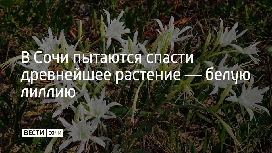 В Сочи пытаются спасти древнейшее растение — белую лиллию